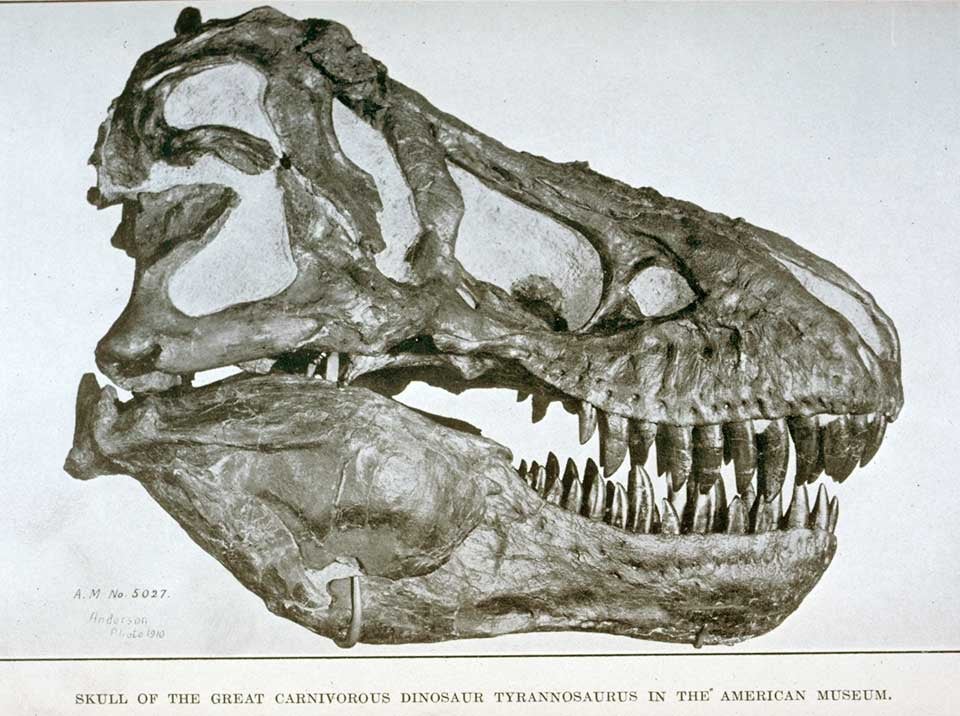 34. Tyrannosaurus Mounted, 1916 - Linda Hall Library